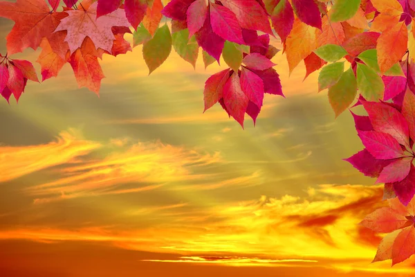 Feuilles d'automne contre le coucher du soleil — Photo
