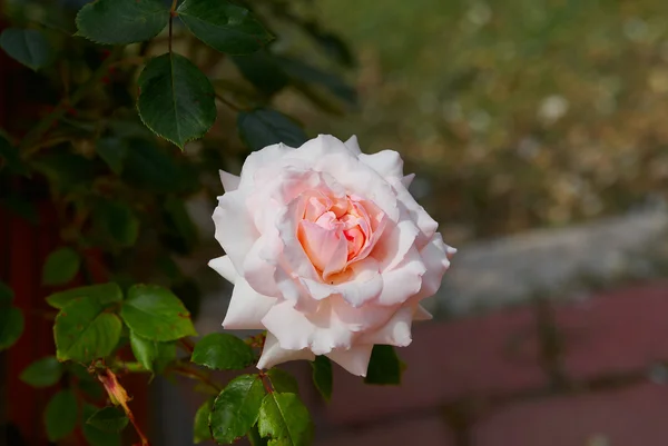 Mooie roze roos zonnige in tuin — Stockfoto