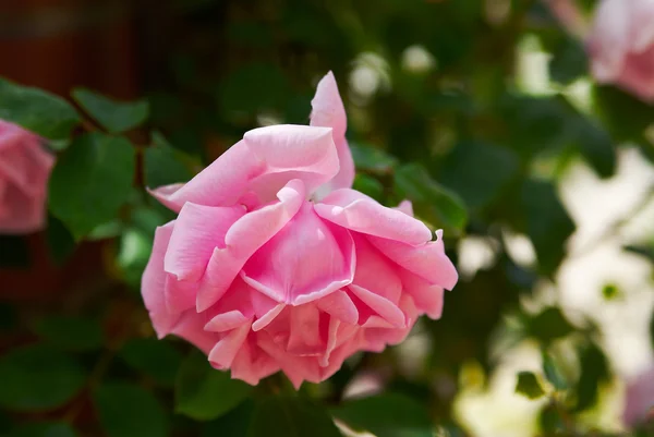 庭で日当たりの良い美しいピンク ローズ — ストック写真