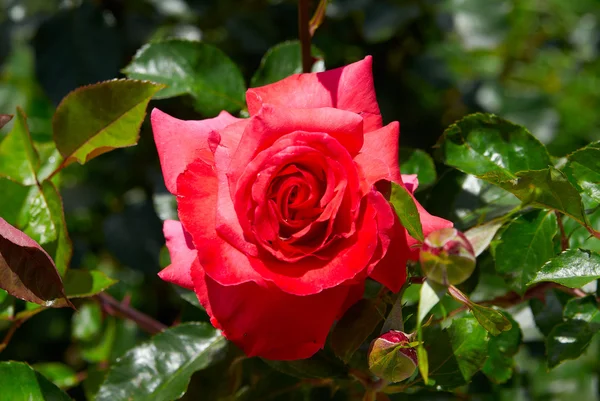 Bella rosa rosa soleggiata in giardino — Foto Stock