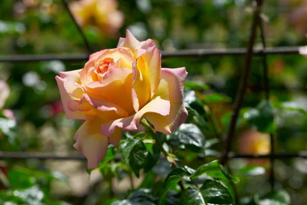 Красива рожева троянда сонячно в саду — стокове фото