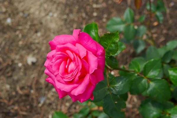 Όμορφο ηλιόλουστη ροζ τριαντάφυλλο στον κήπο — Φωτογραφία Αρχείου