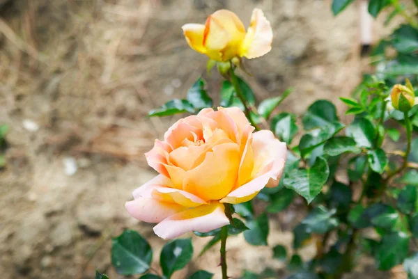 Hermosa rosa rosa soleada en el jardín —  Fotos de Stock