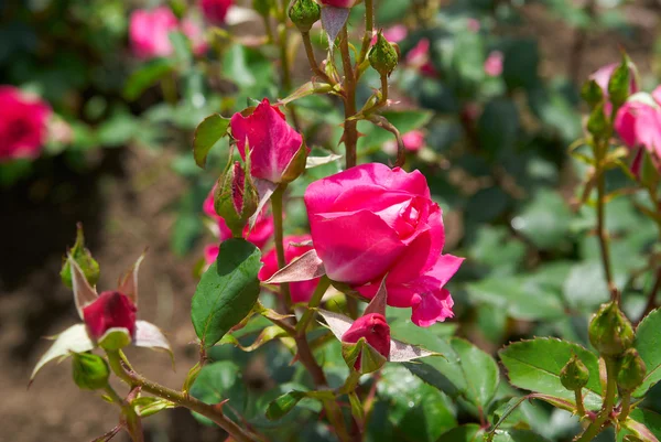 Schöne rosa Rose sonnig im Garten — Stockfoto