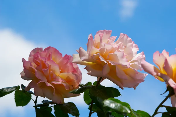 Gyönyörű rózsaszín rózsa napfényes kertben — Stock Fotó