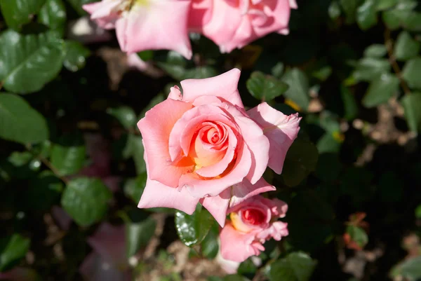 Όμορφο ηλιόλουστη ροζ τριαντάφυλλο στον κήπο — Φωτογραφία Αρχείου