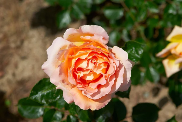 Hermosa rosa rosa soleada en el jardín — Foto de Stock