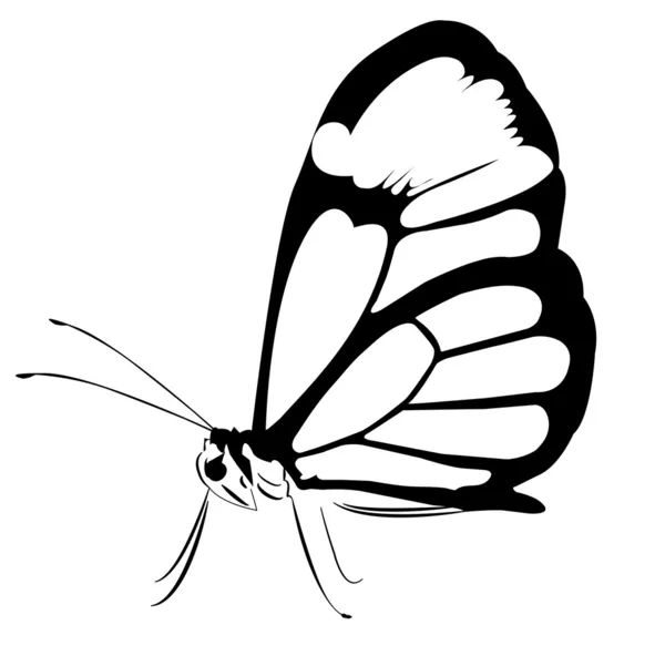 Огромная черно-белая бабочка — стоковый вектор