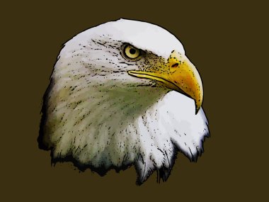 Graphical sketch of head predator eagle clipart