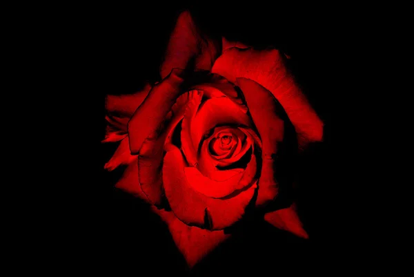 Όμορφο κόκκινο τριαντάφυλλο ηλιόλουστους μαύρο — Φωτογραφία Αρχείου