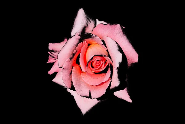 阳光花园的美丽粉红玫瑰 — 图库照片