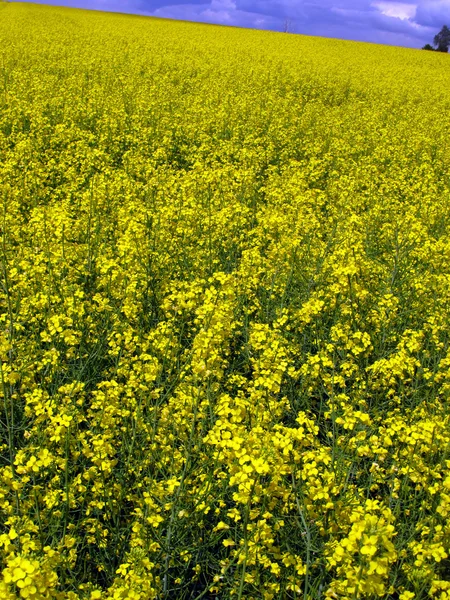 Yellow field of rape in spring — Stock Photo, Image