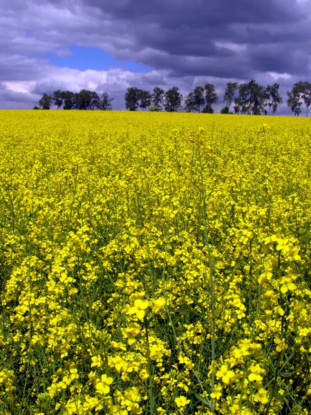 Żółte pola rzepaku wiosną — Zdjęcie stockowe