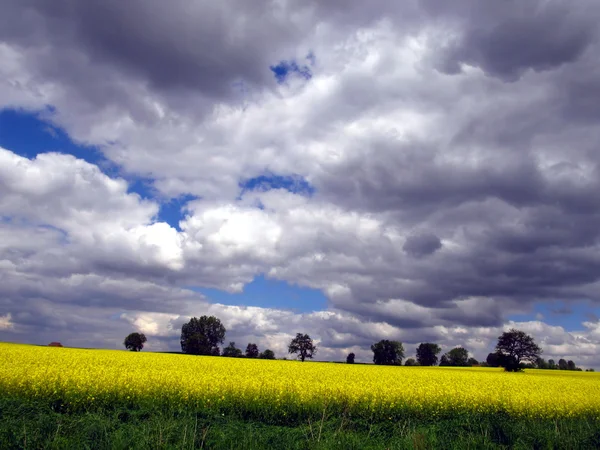 Żółte pola rzepaku wiosną — Zdjęcie stockowe