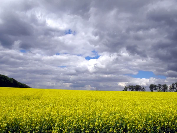 A repce tavaszi sárga mezőben — Stock Fotó
