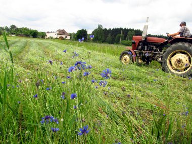 Mowing overgrown fields cornflower clipart