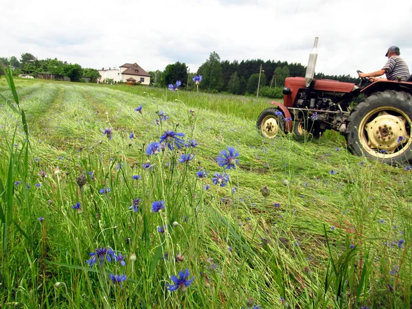 Mowing overgrown fields cornflower — Stock Photo, Image