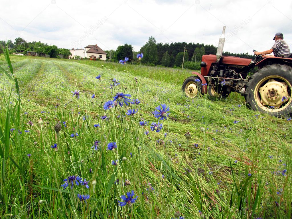 Mowing overgrown fields cornflower