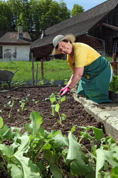 Grandmother planting vegetables — Stock Photo, Image