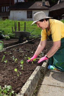 Senior planting vegetable seedlings clipart