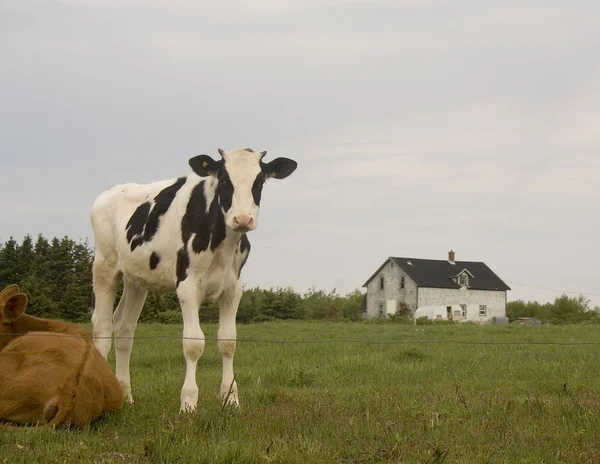 Μόσχος Holstein — Φωτογραφία Αρχείου