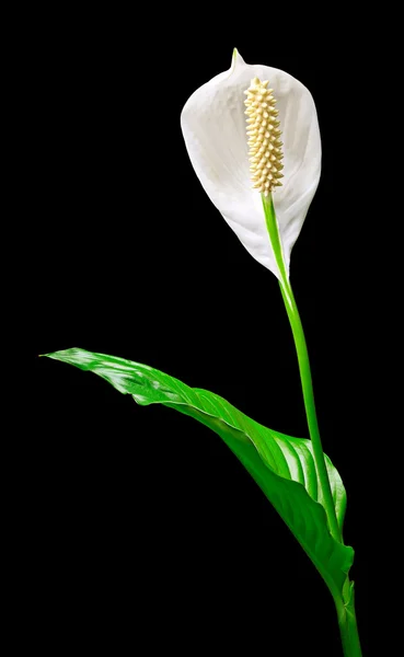 Spatifilyum çiçek — Stok fotoğraf