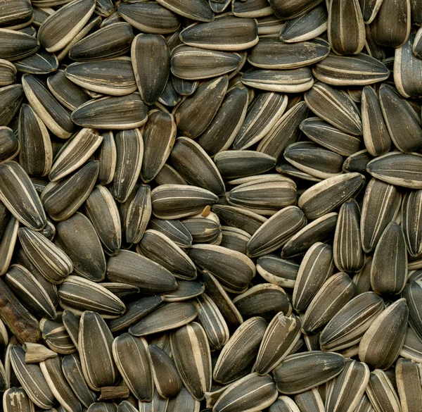Семена подсолнечника — стоковое фото
