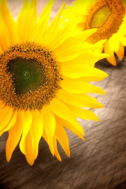 Sunflower petals clipart