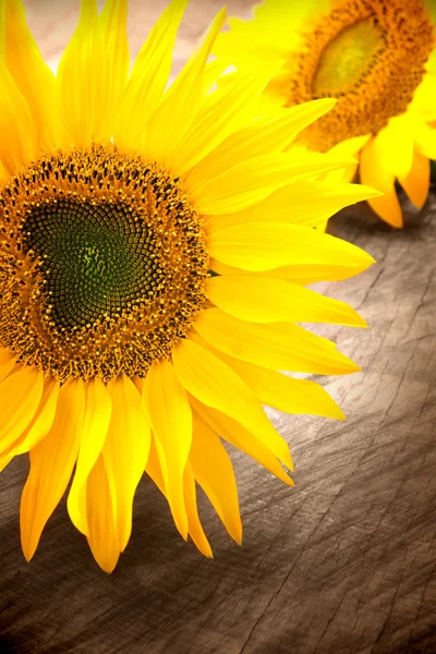 Олія соняшникова пелюстки — стокове фото