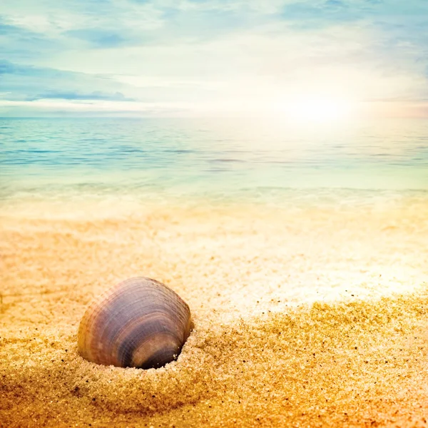 Sea shell on fine sand — Stock Photo, Image