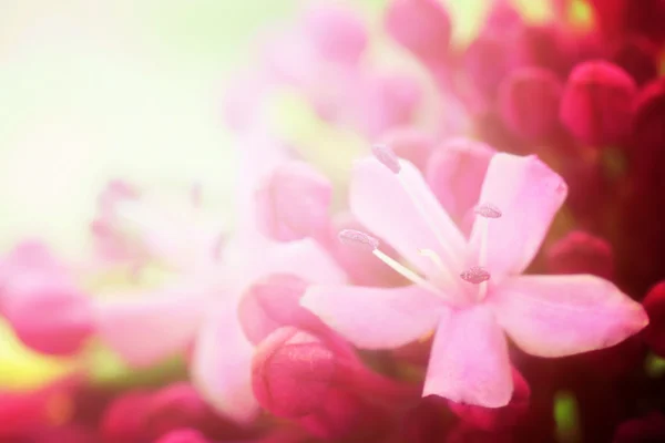 Blomsterbakgrunn – stockfoto