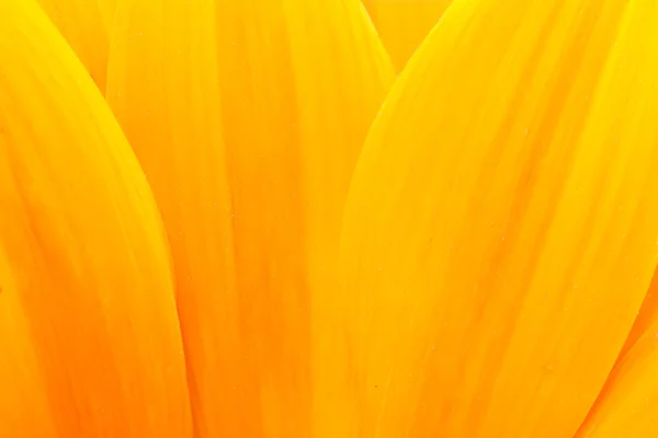 stock image Sunflower petals