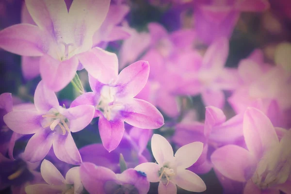 Campanula fondo floral — Foto de Stock