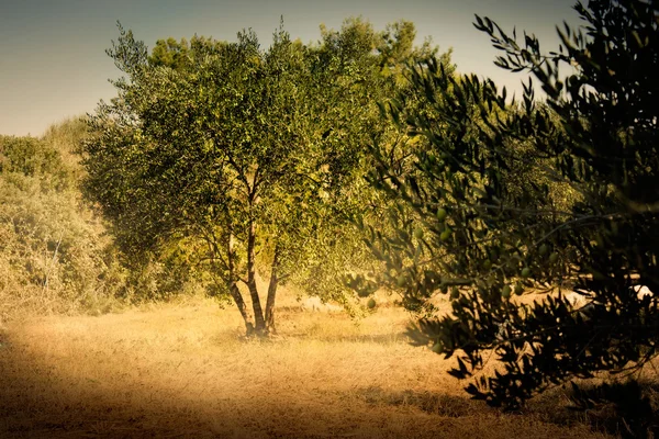 Velha oliveira — Fotografia de Stock