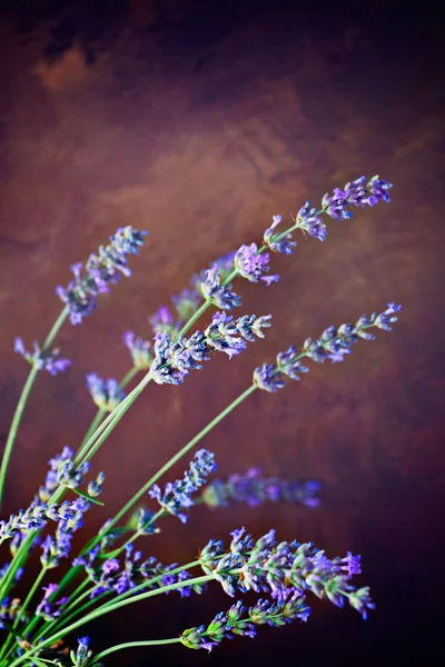 Frischer Lavendel — Stockfoto