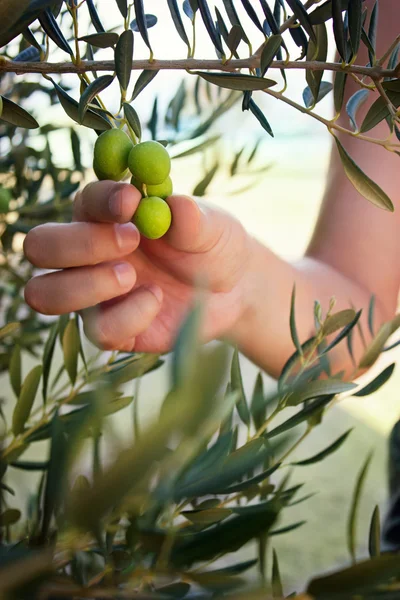 Cosecha de olivo — Foto de Stock