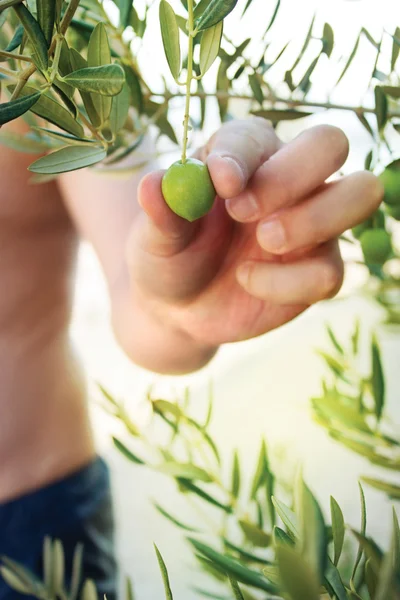 Olivenernte — Stockfoto