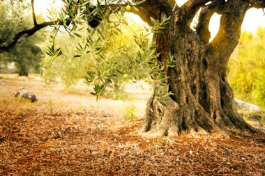 Old olive tree clipart
