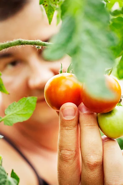 Colheita de tomate — Fotografia de Stock
