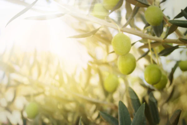 Старое оливковое дерево — стоковое фото