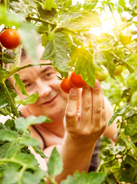 토마토 수확 — 스톡 사진