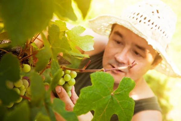 Druiven oogsten — Stockfoto