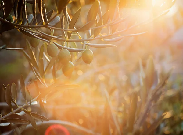 Drzewami oliwnymi gospodarstwa — Zdjęcie stockowe