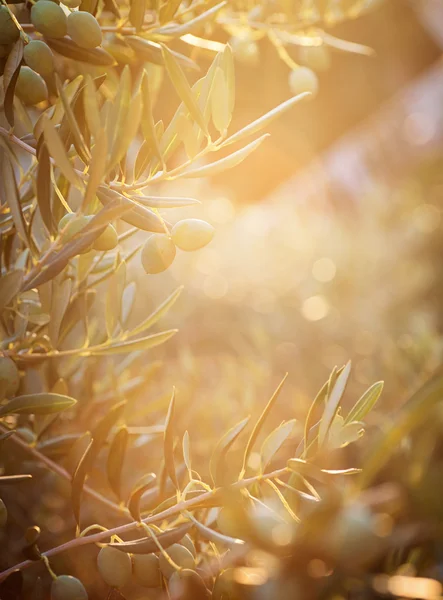 Оливкових дерев ферми — стокове фото