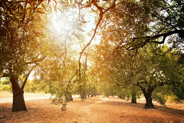 Drzewami oliwnymi gospodarstwa — Zdjęcie stockowe