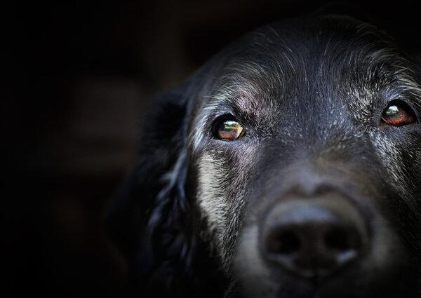 Vecchio labrador retriever . — Foto Stock