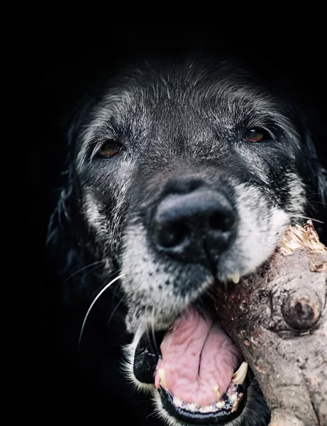 Dog munching log — Fotografie, imagine de stoc