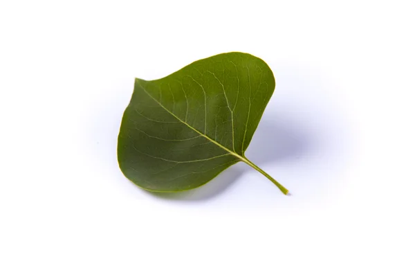 Beyaz arkaplanda yeşil yaprak — Stok fotoğraf