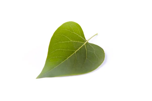 Grønt blad på hvit bakgrunn – stockfoto