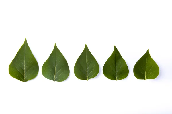 Vijf groene bladeren op witte achtergrond — Stockfoto